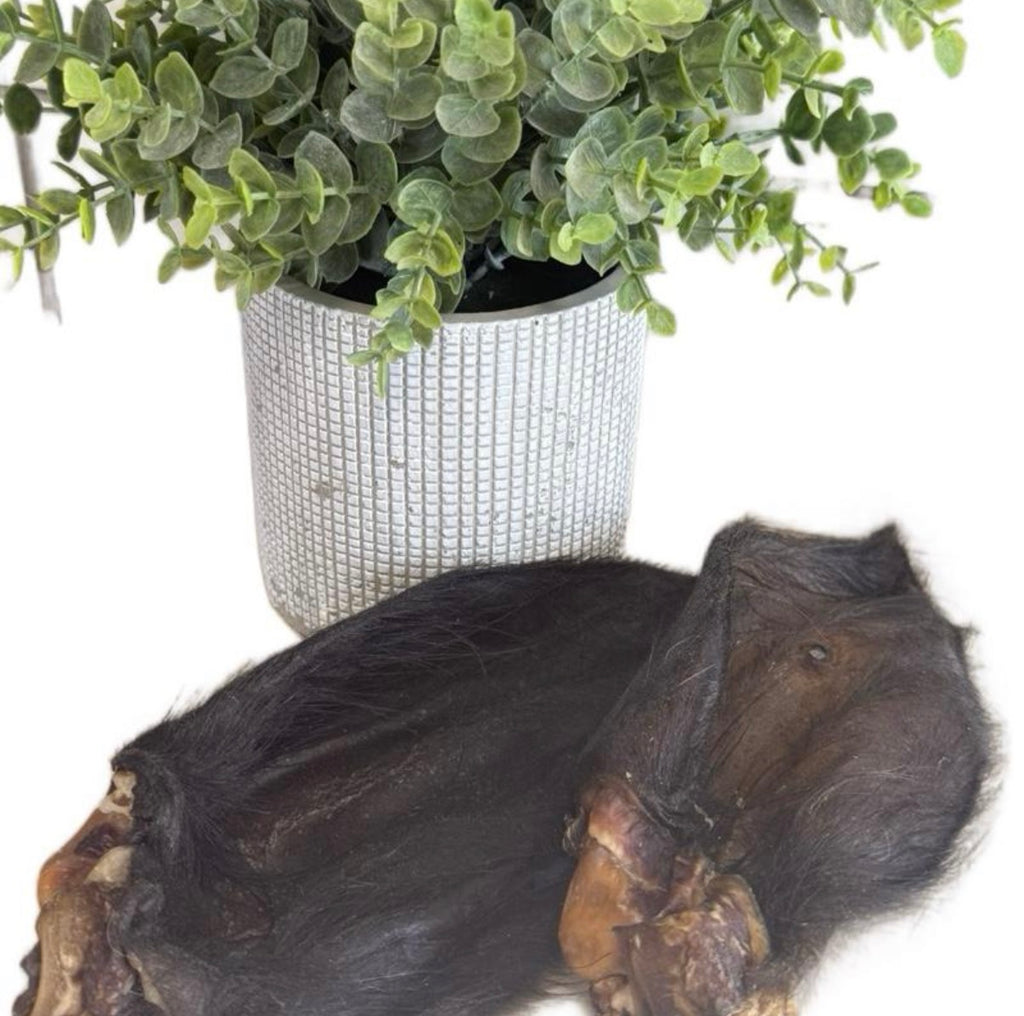 Buffalo ear
