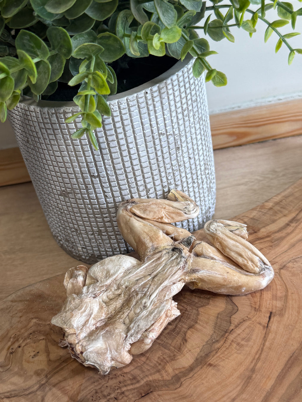 Freeze dried bull frog