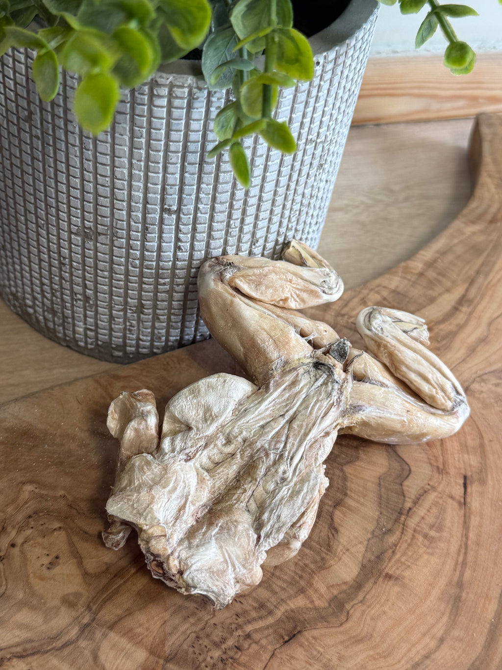 Freeze dried bull frog