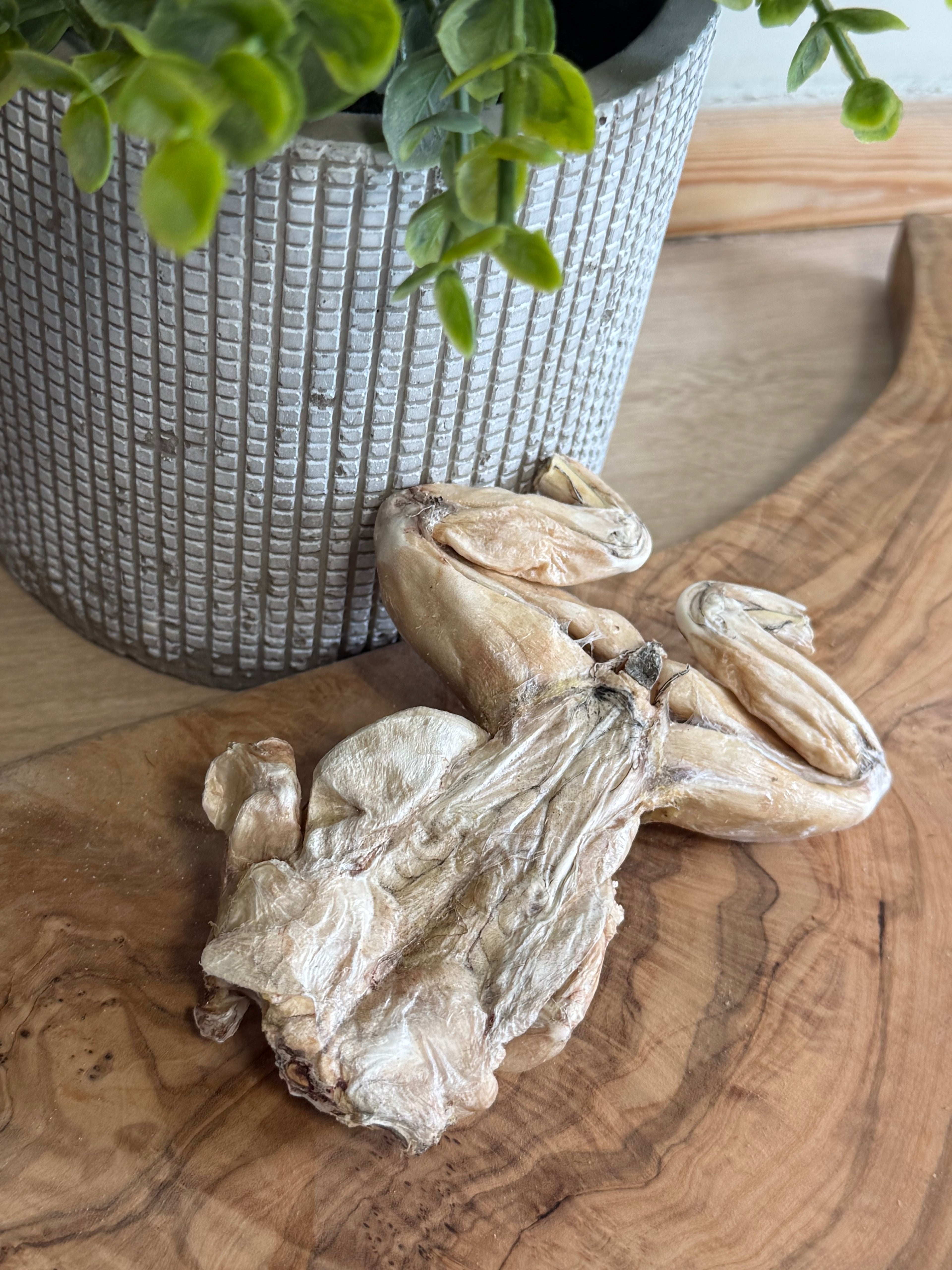 Freeze dried bull frog