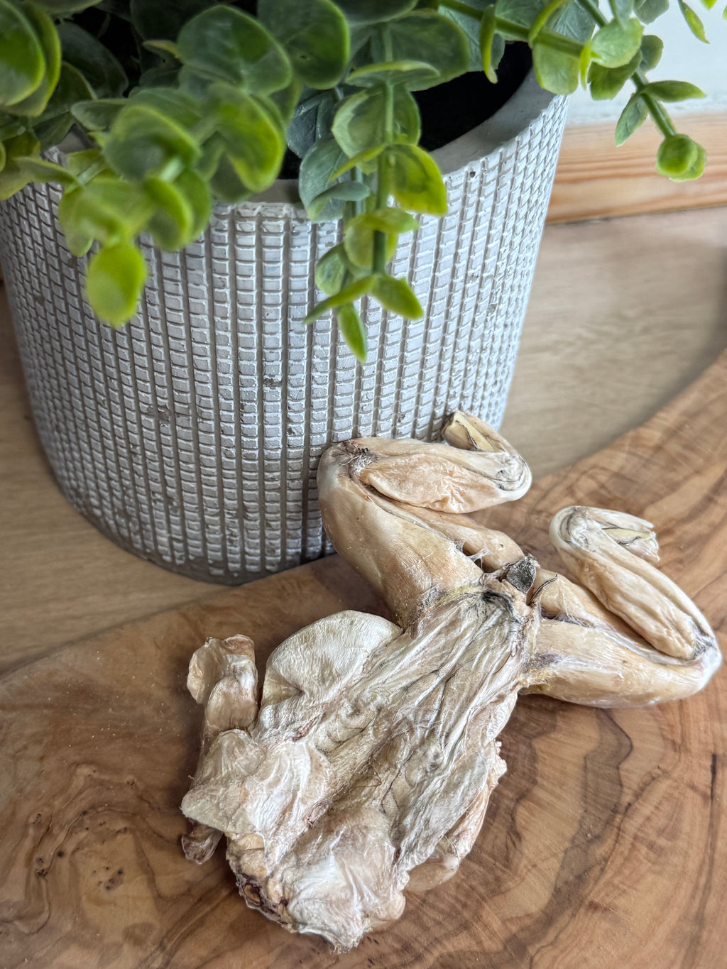 Freeze dried bull frog
