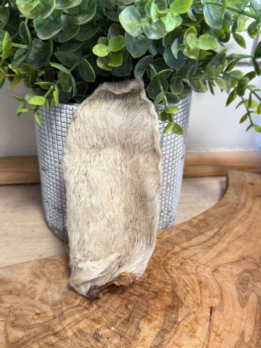 Single lamb ear