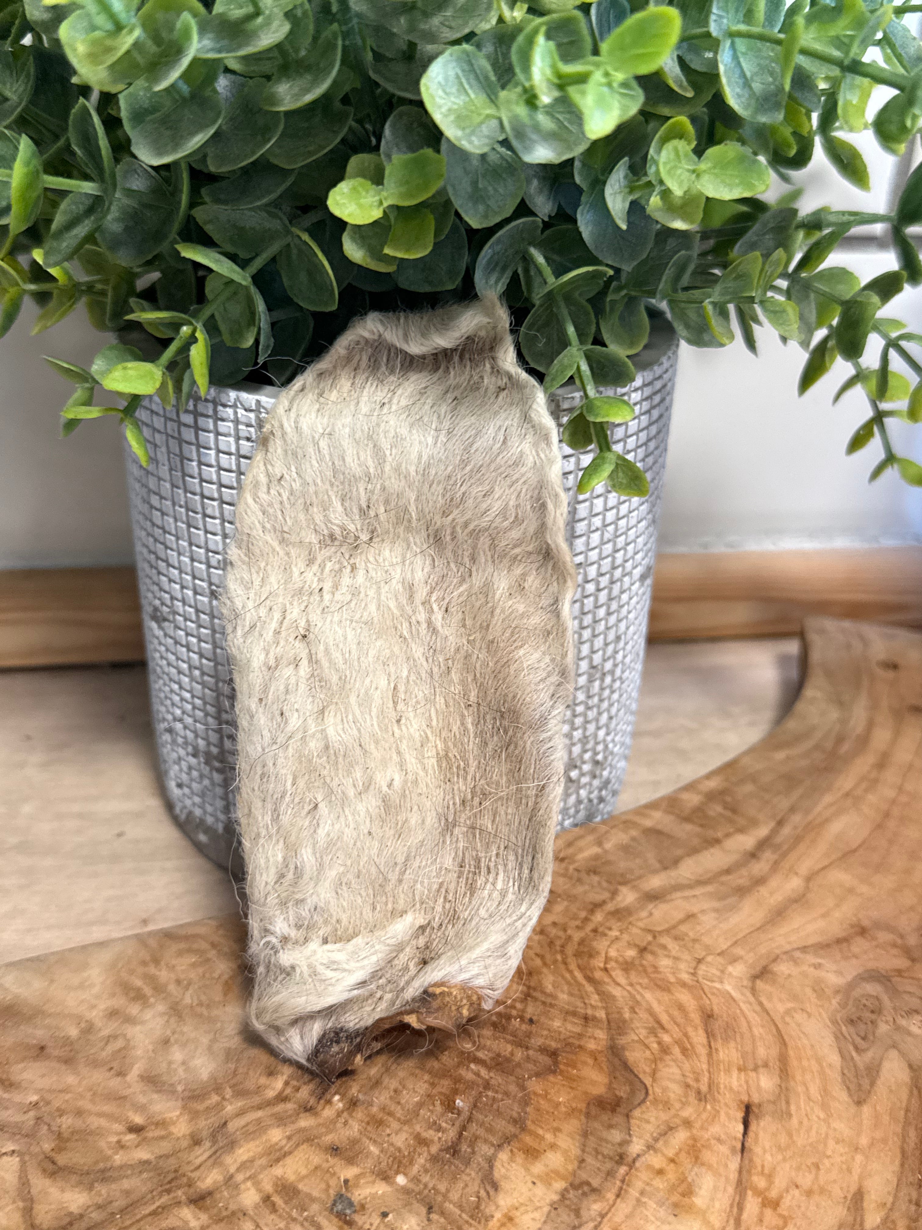 Single lamb ear