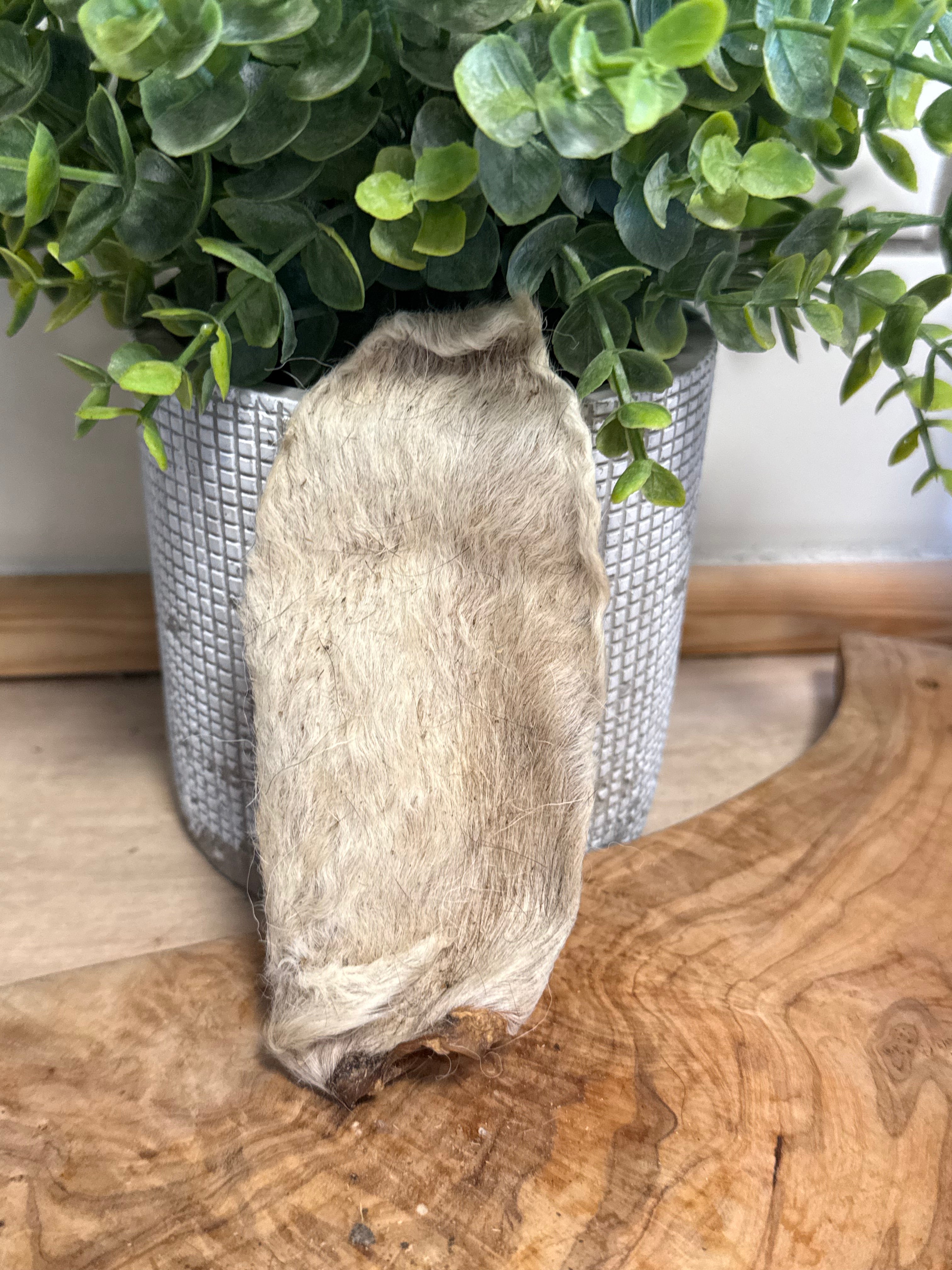 Single lamb ear