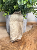Single lamb ear