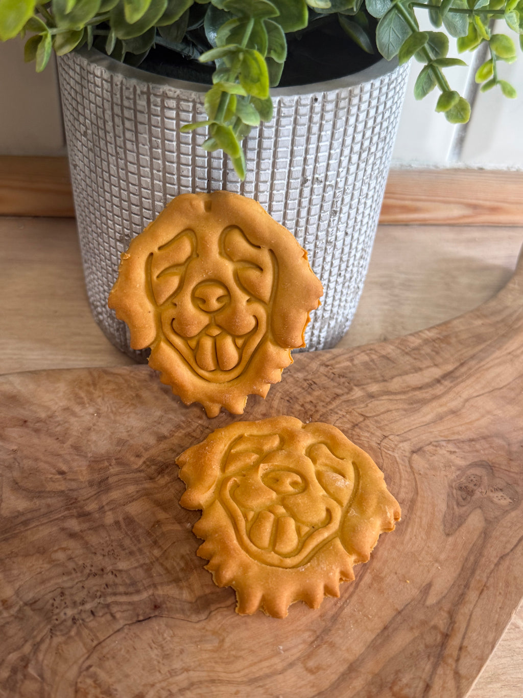 Golden retriever biscuits