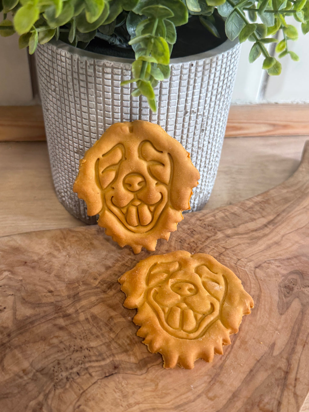 Golden retriever biscuits