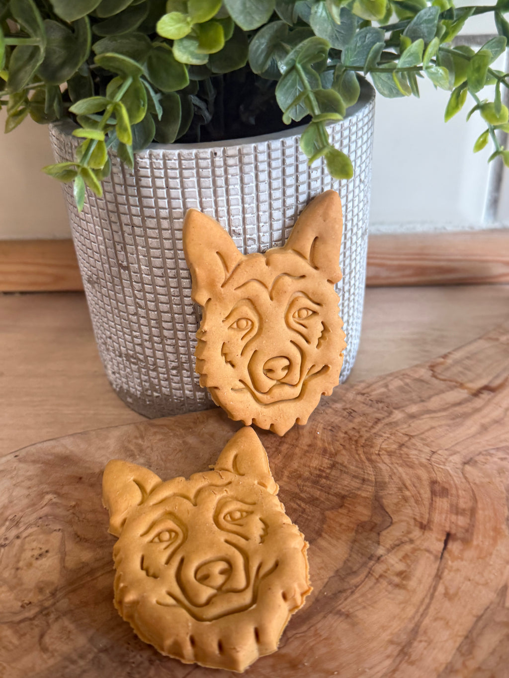 German shepherd x2 biscuits