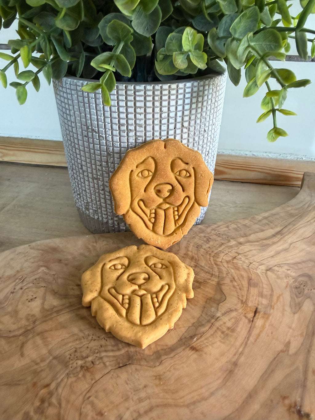 Labrador biscuits