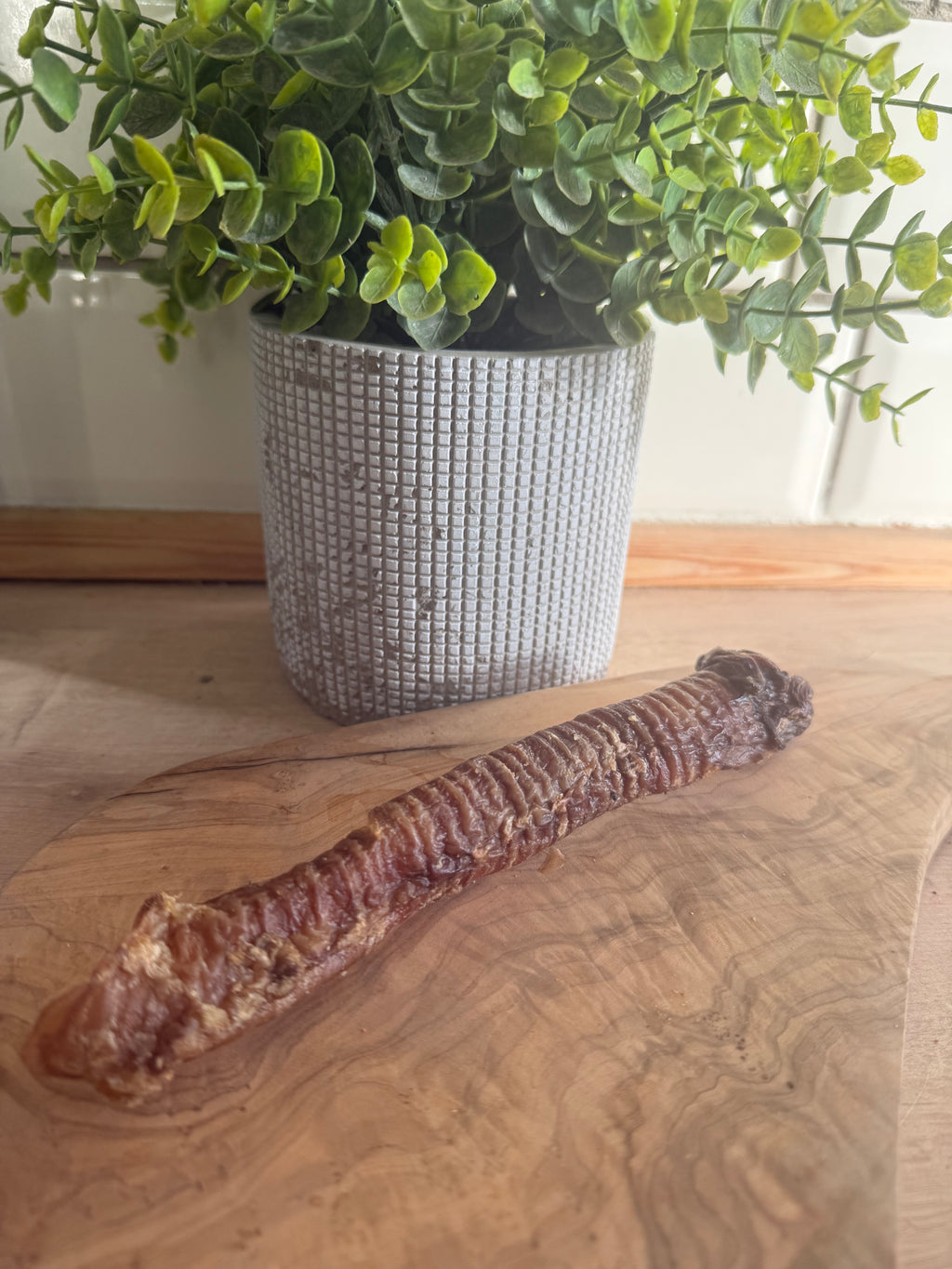 Goat trachea