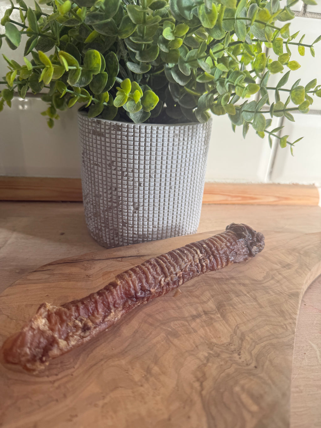 Goat trachea