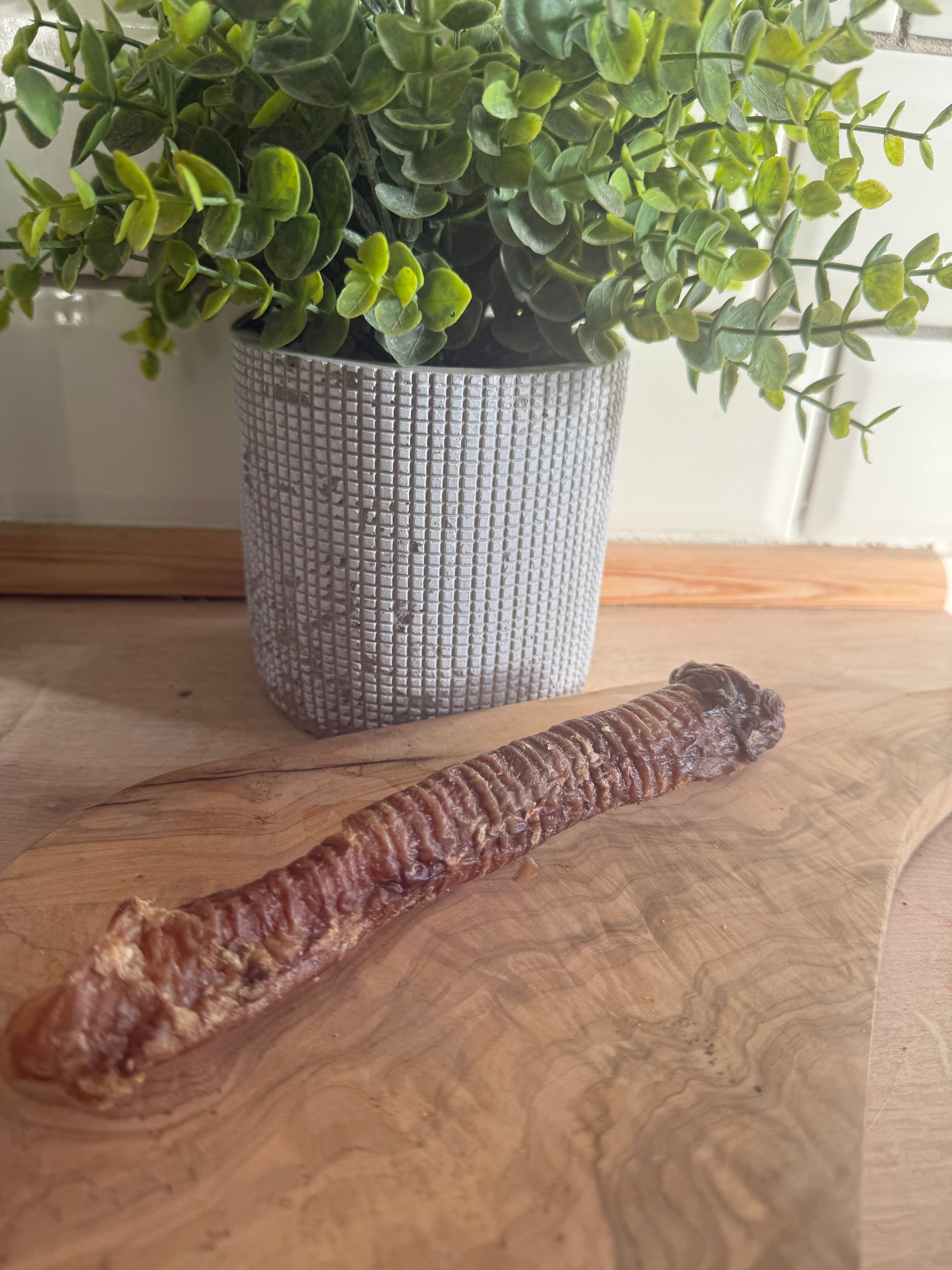 Goat trachea