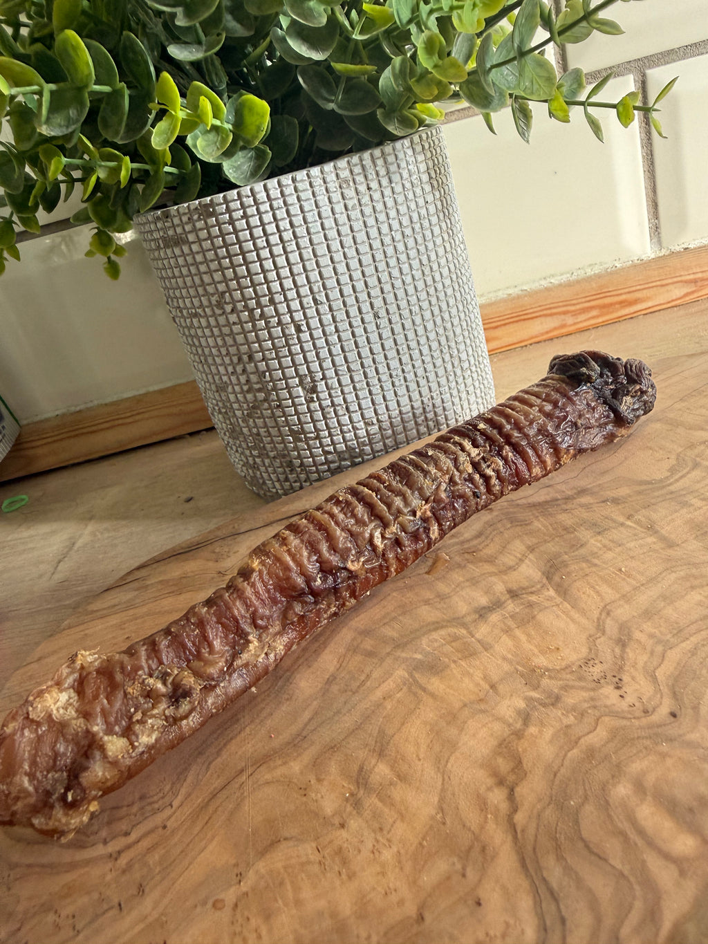Goat trachea