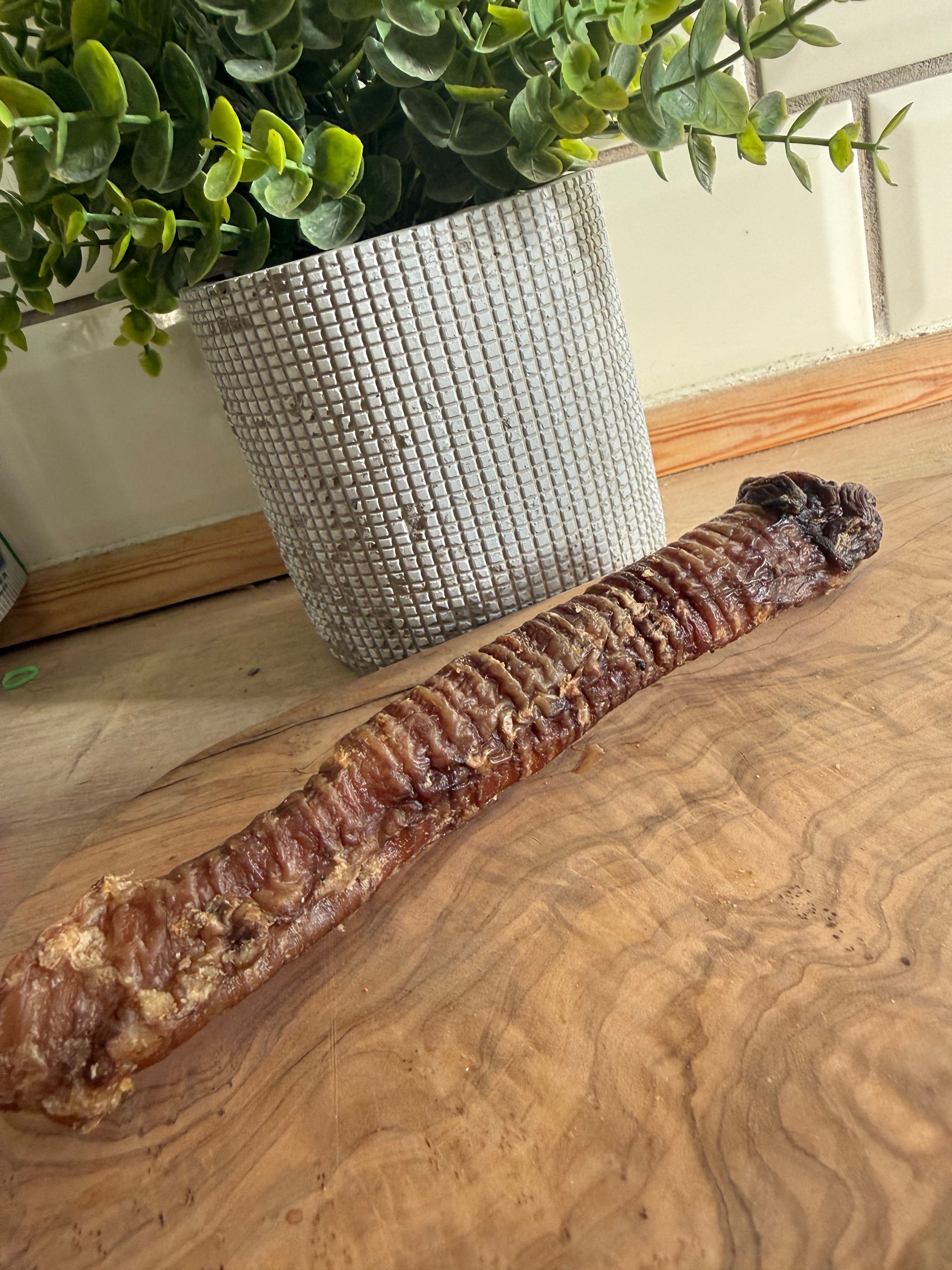 Goat trachea