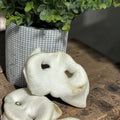 Puffed pig snout