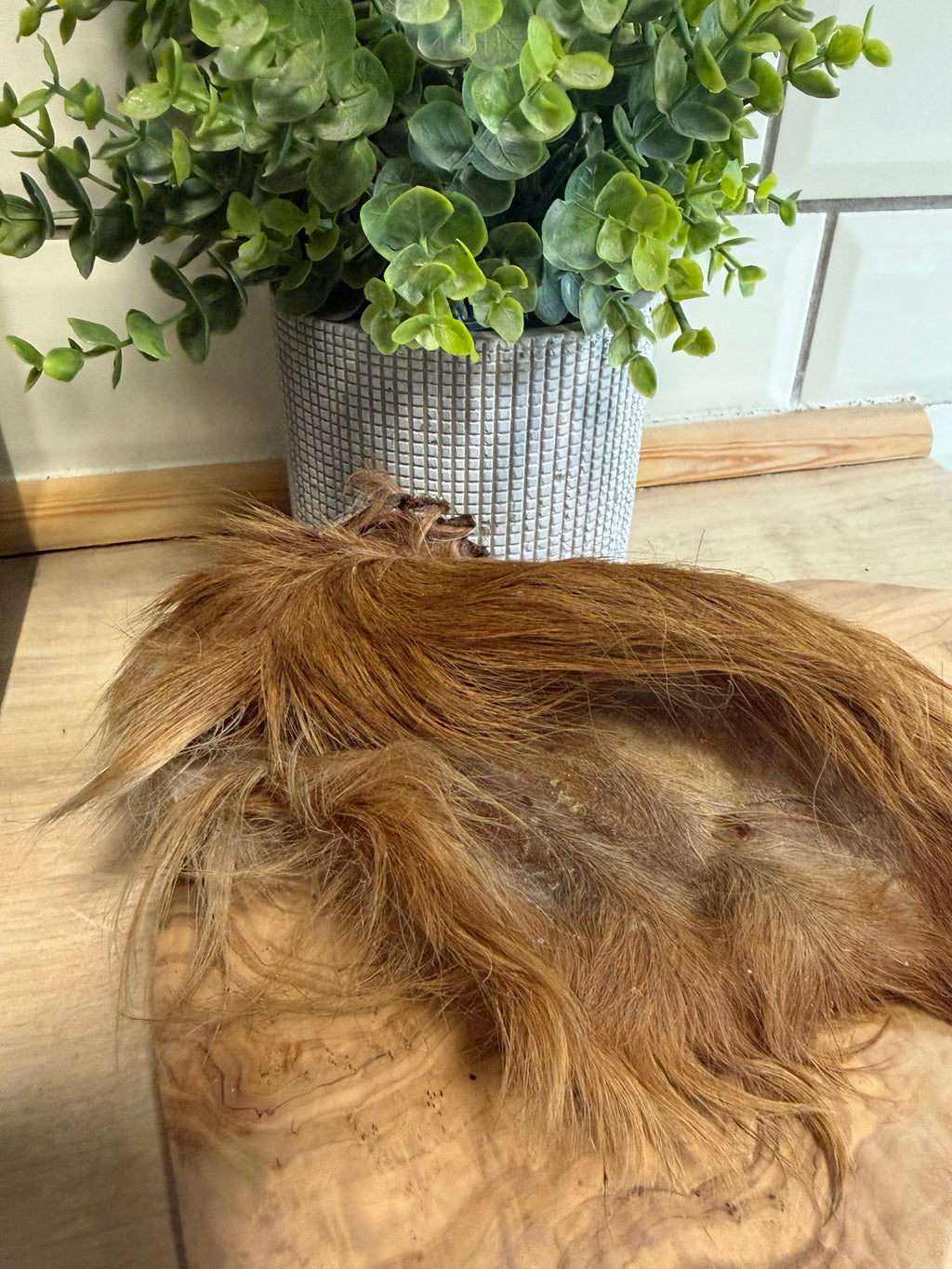 Hairy cows ear