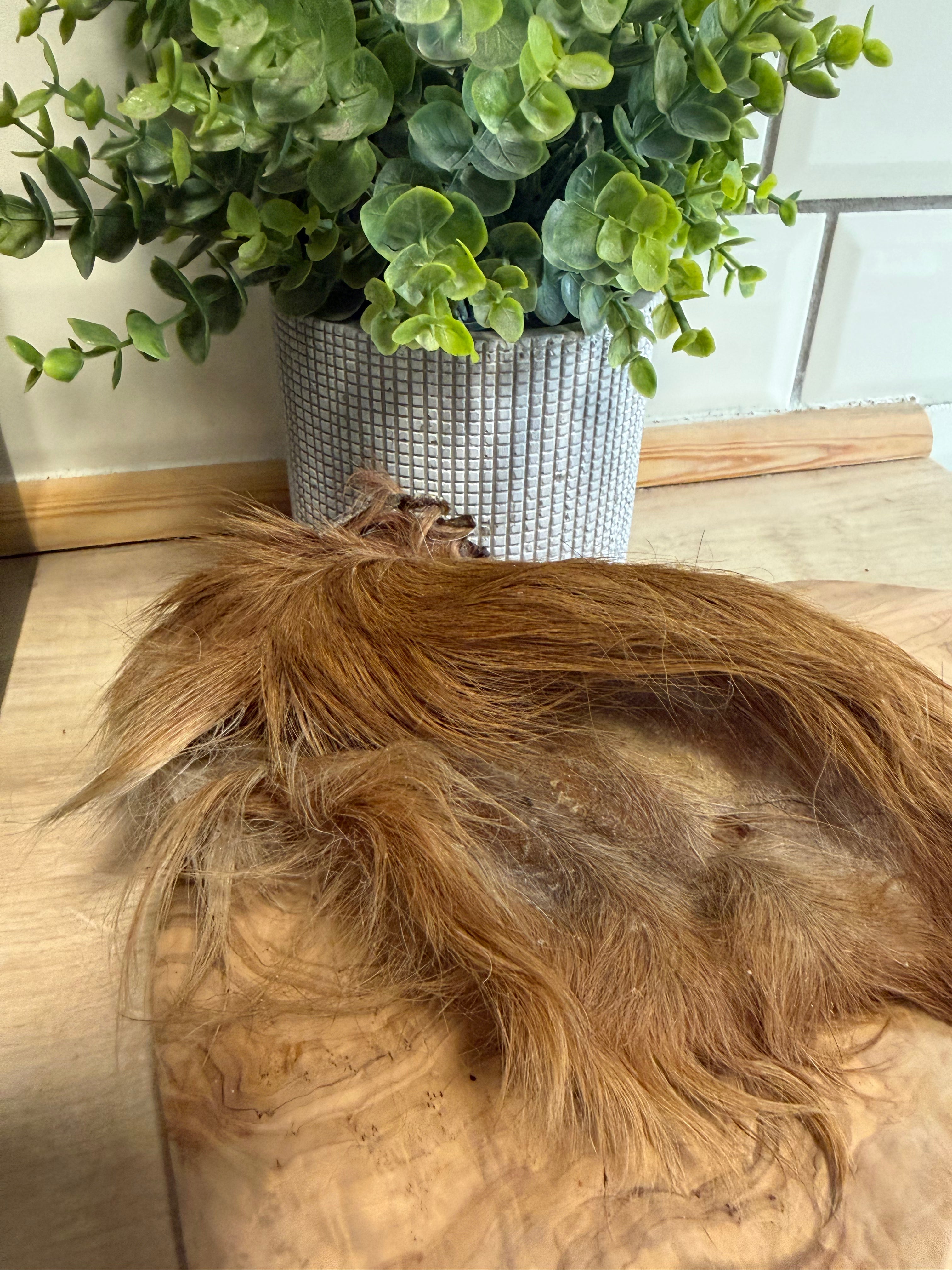 Hairy cows ear