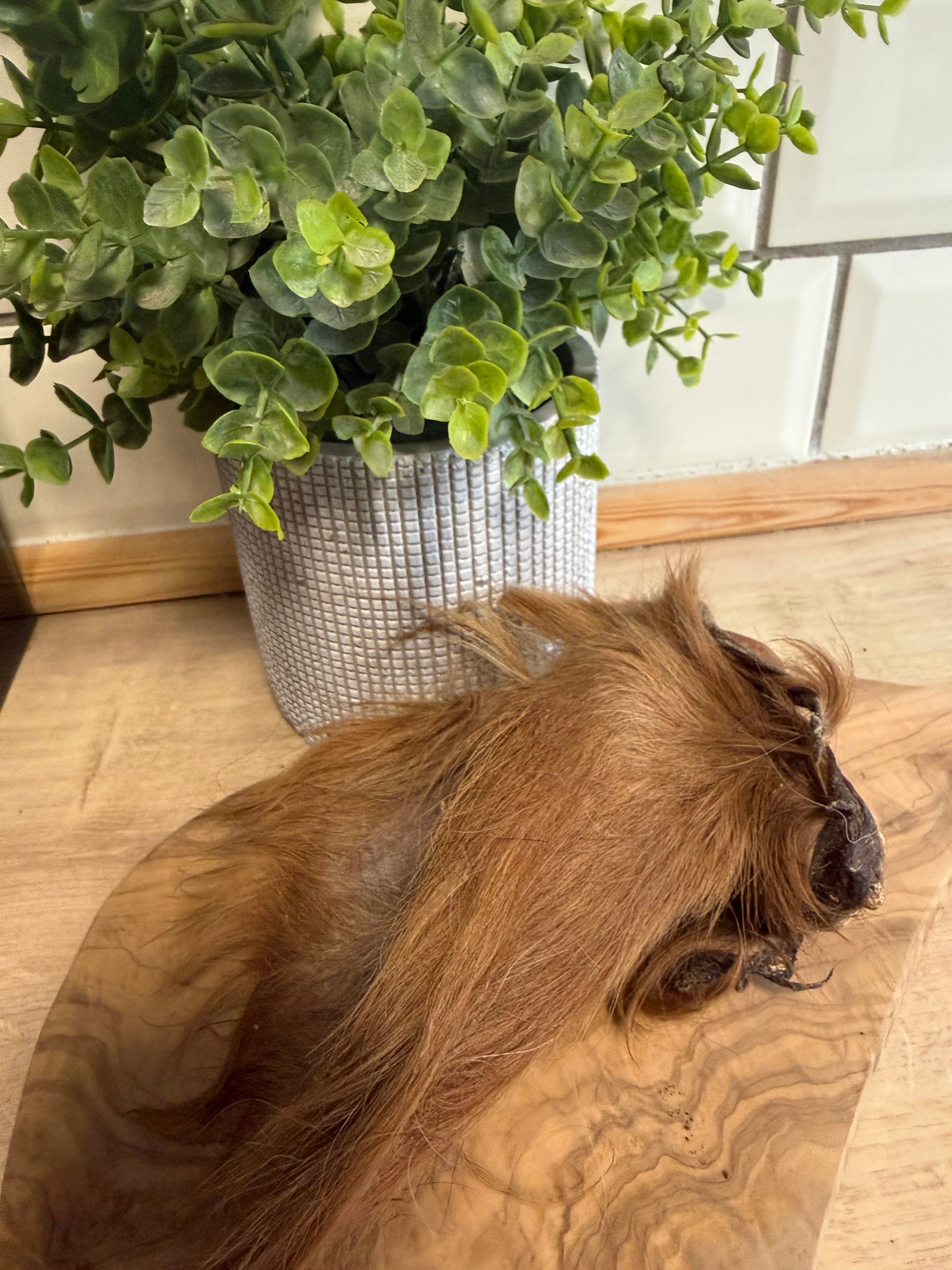 Hairy cows ear