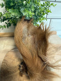 Hairy cows ear