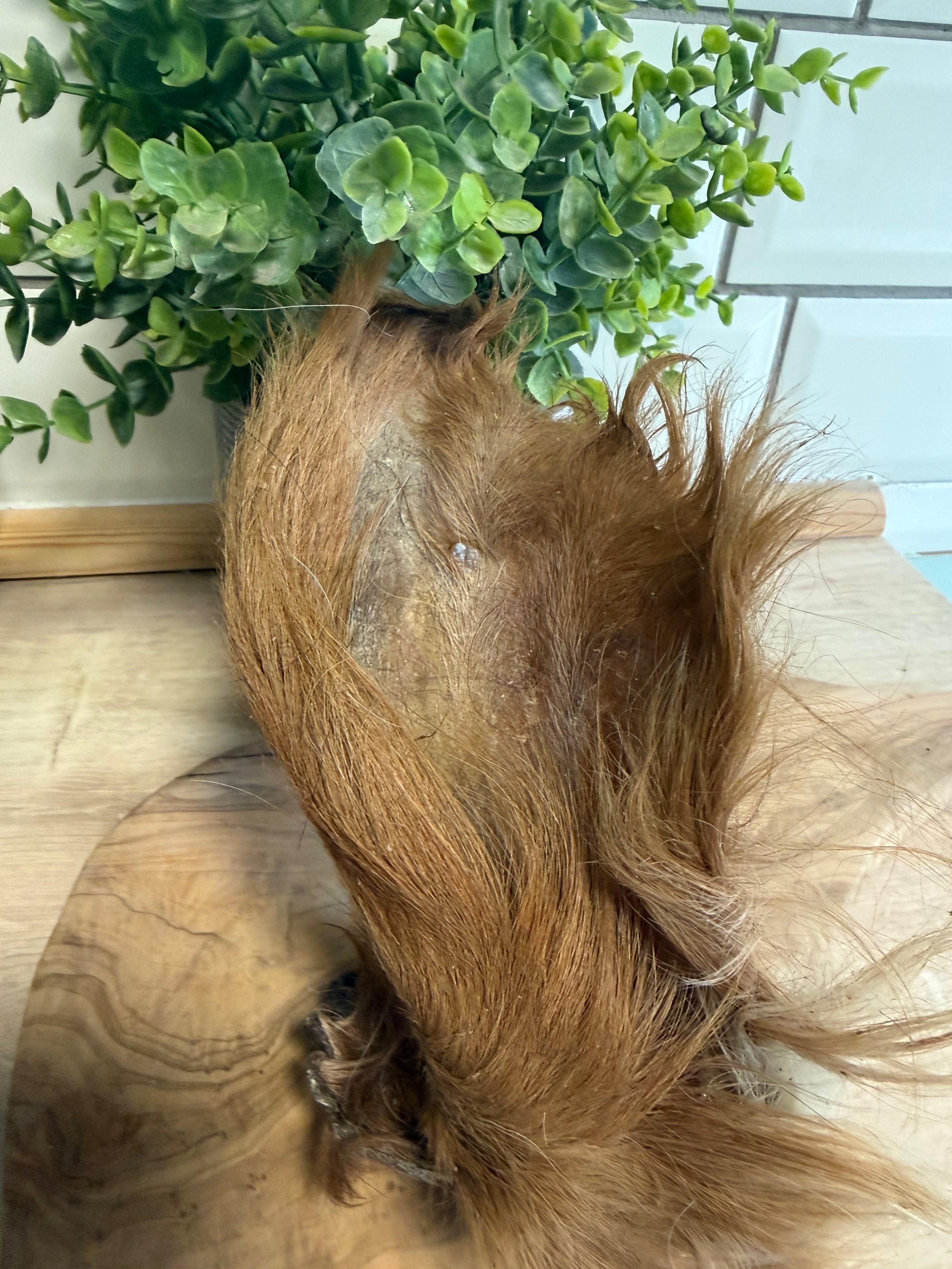 Hairy cows ear