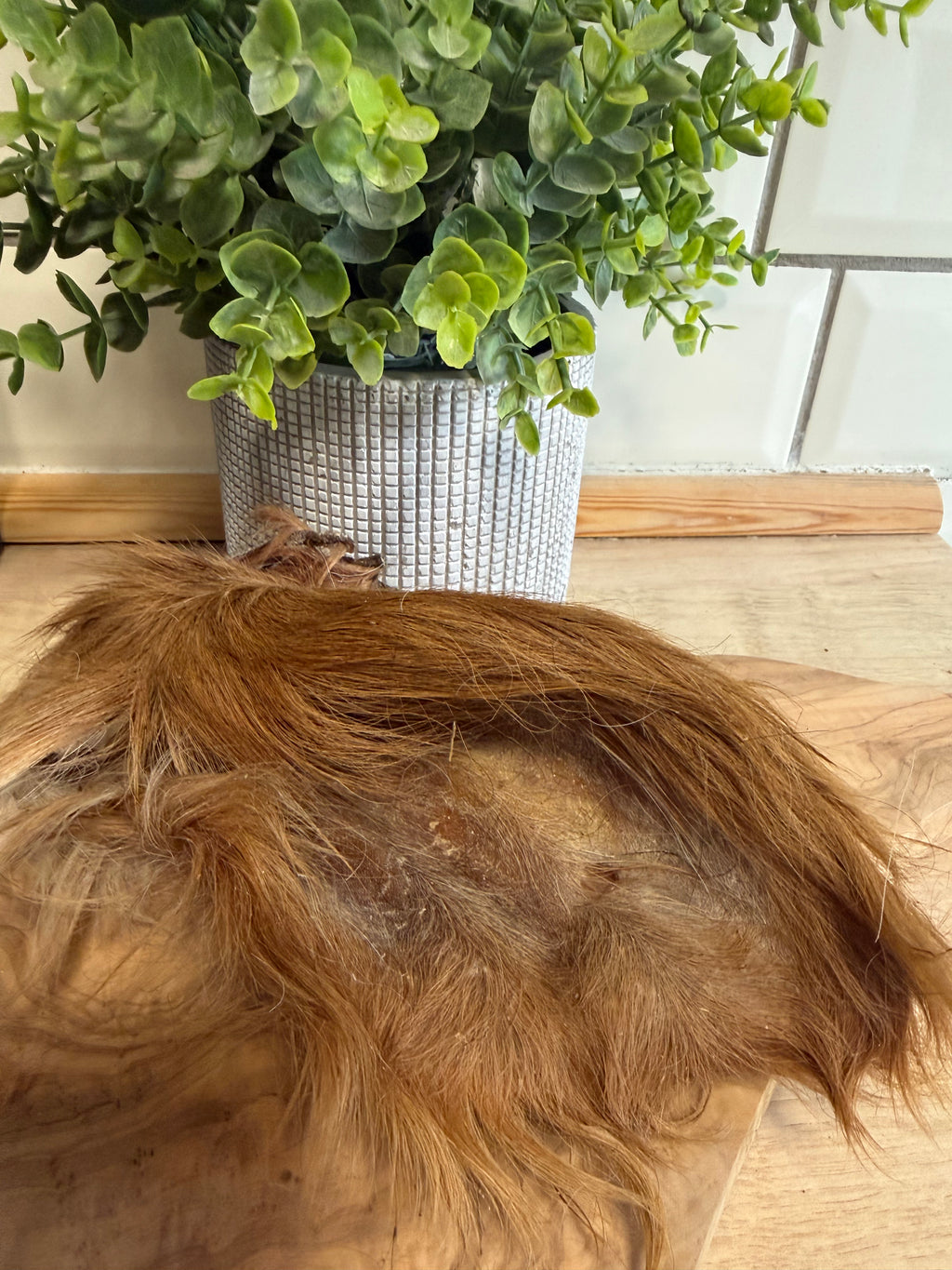 Hairy cows ear