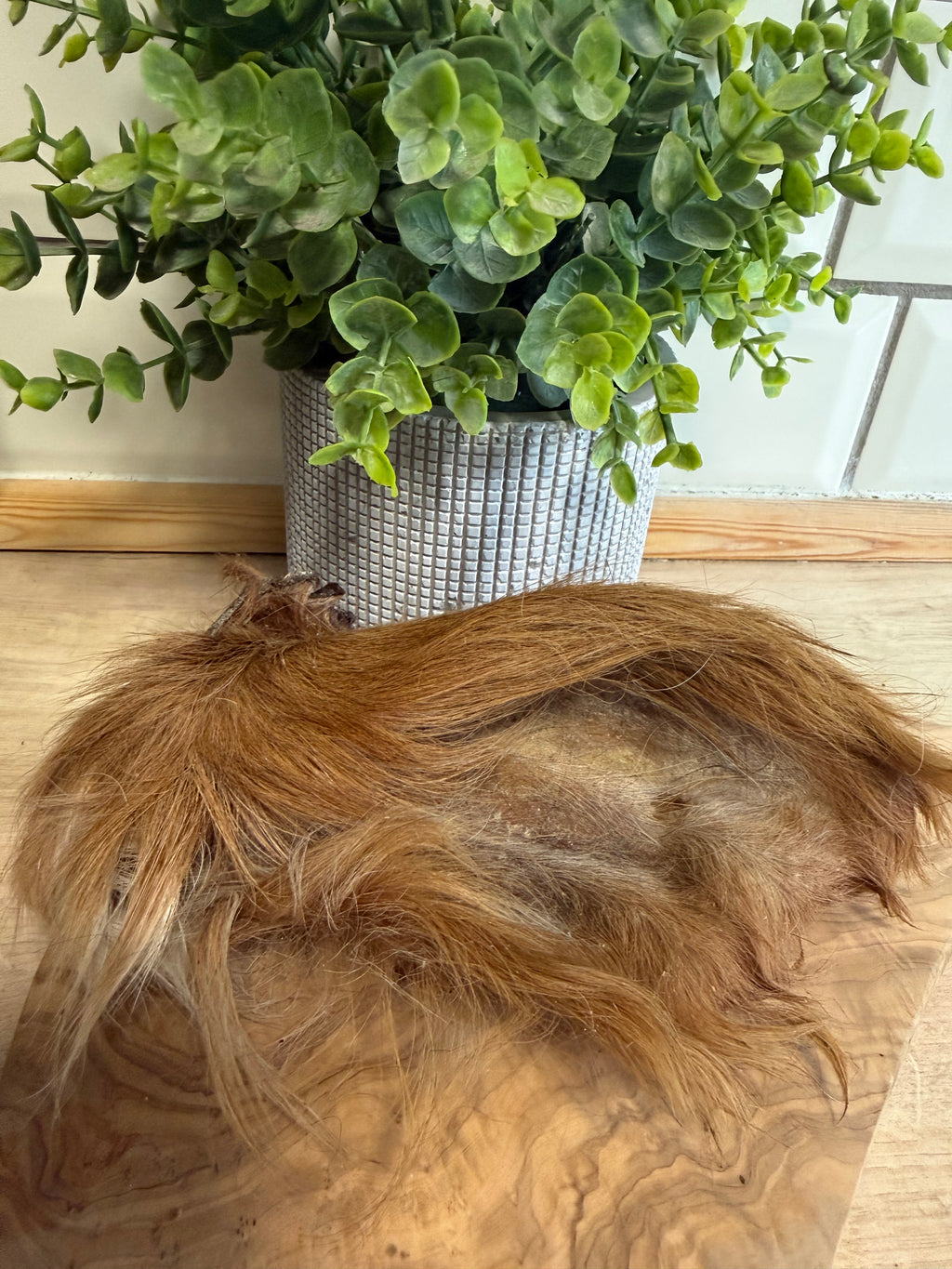 Hairy cows ear