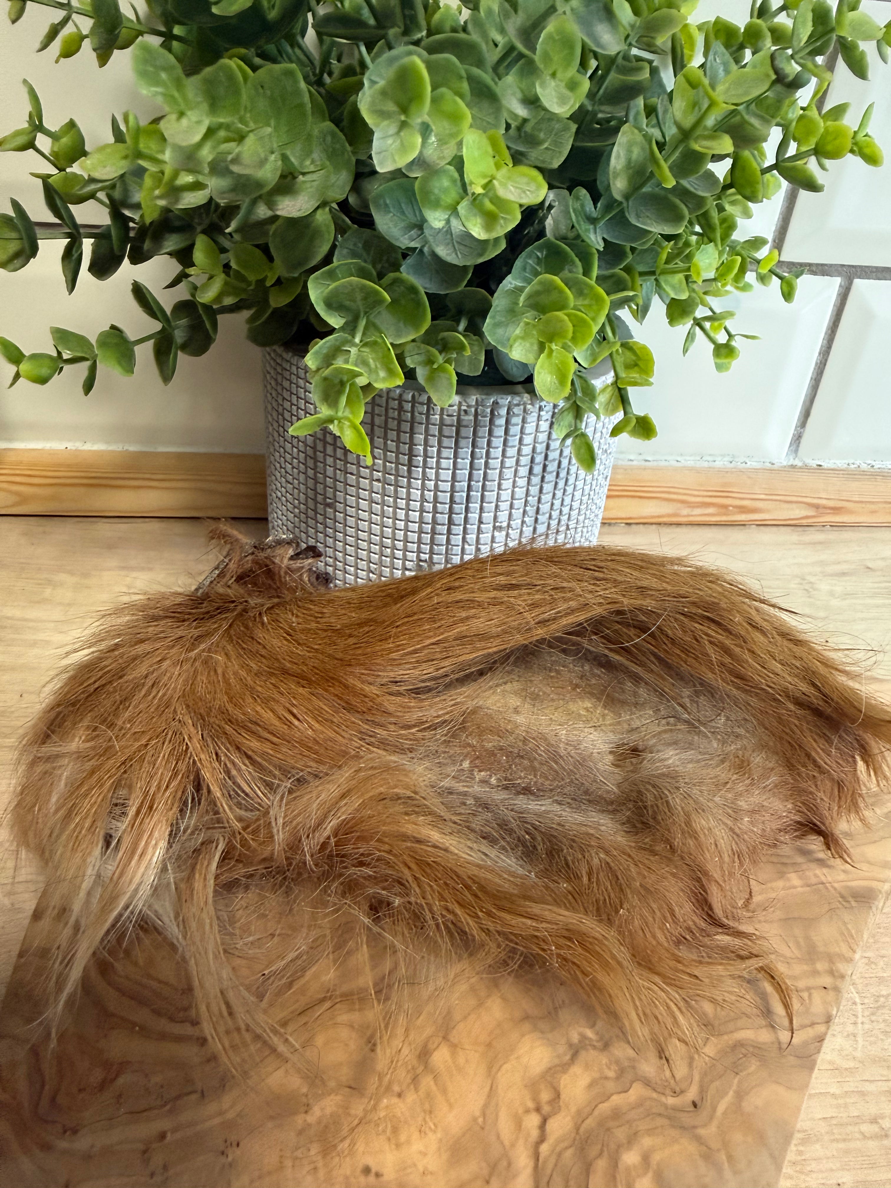 Hairy cows ear