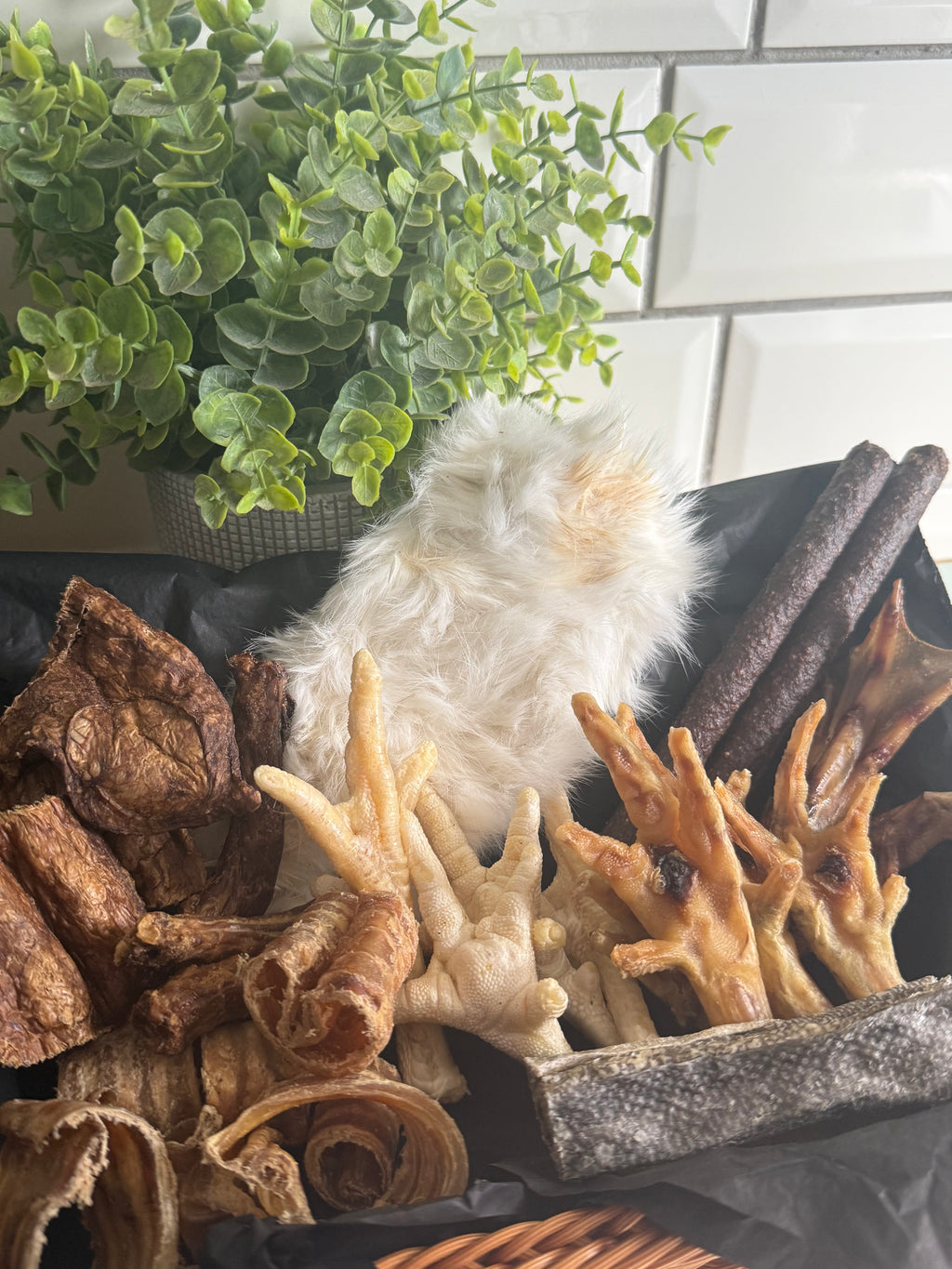 Puppy bundle suitable from 8 weeks