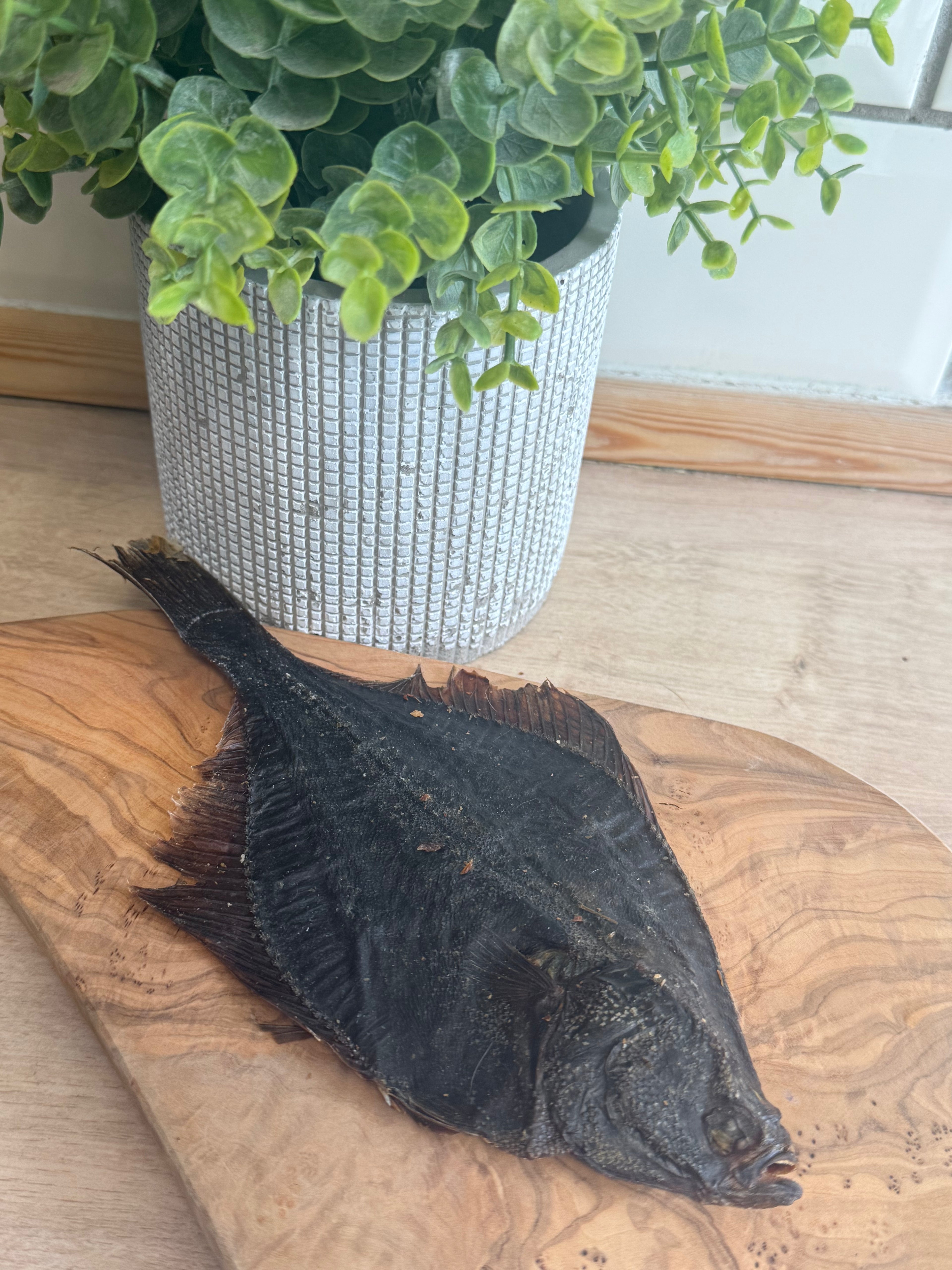 Flounder fish