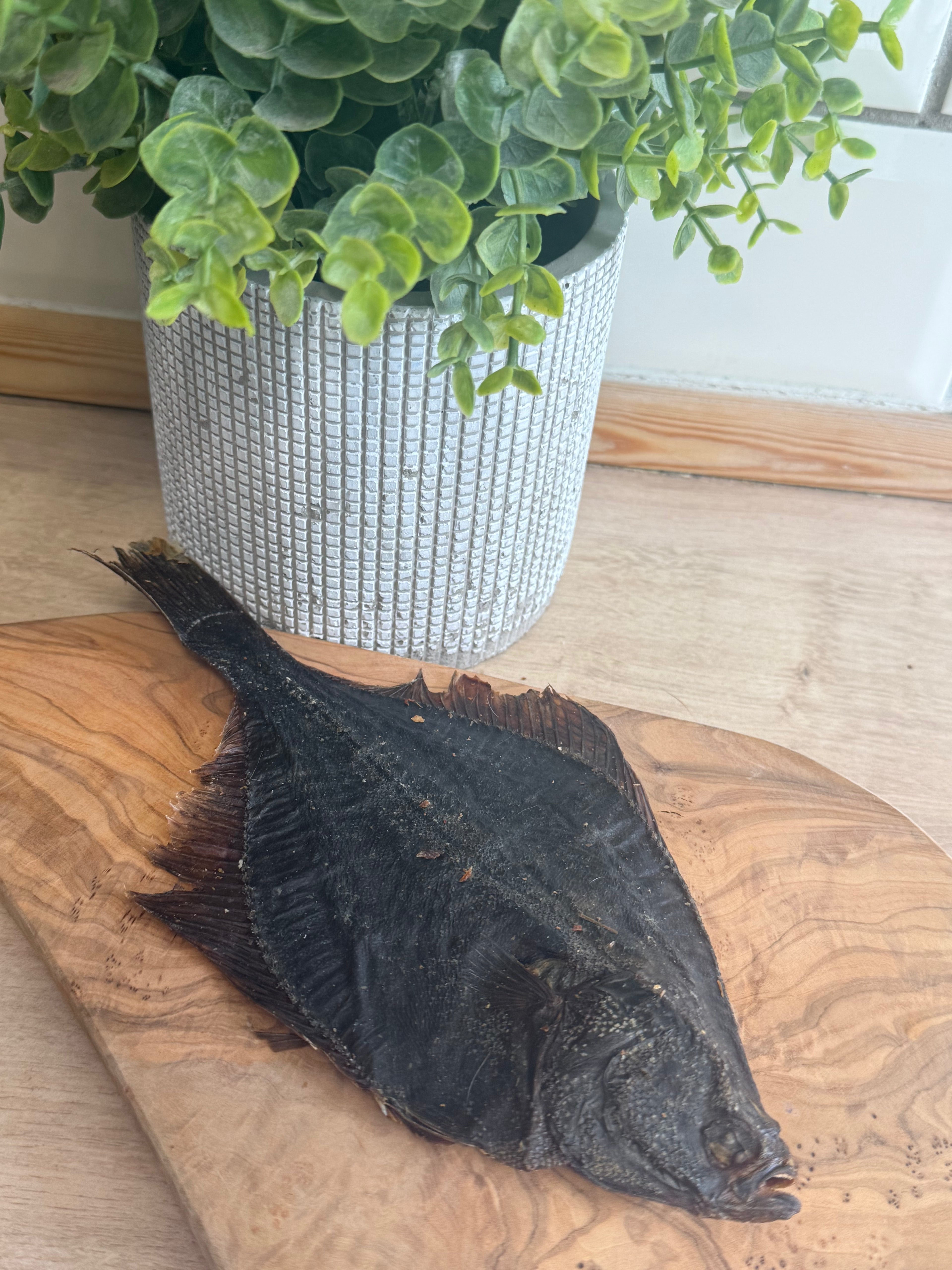 Flounder fish